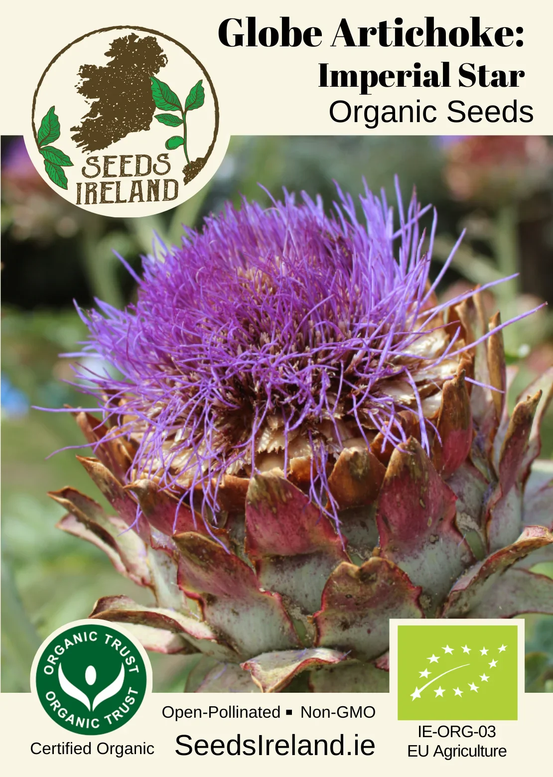 Globe Artichoke: Imperial Star Organic Seed - Image 2