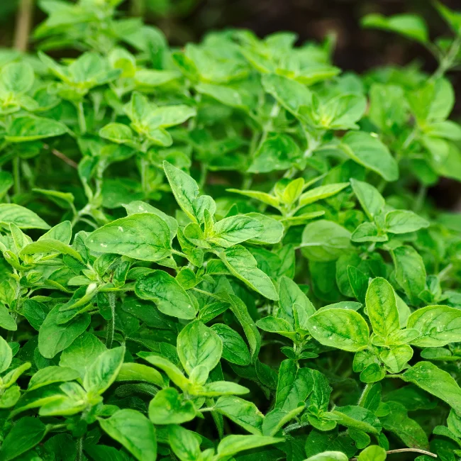 Oregano: Greek Organic Seed