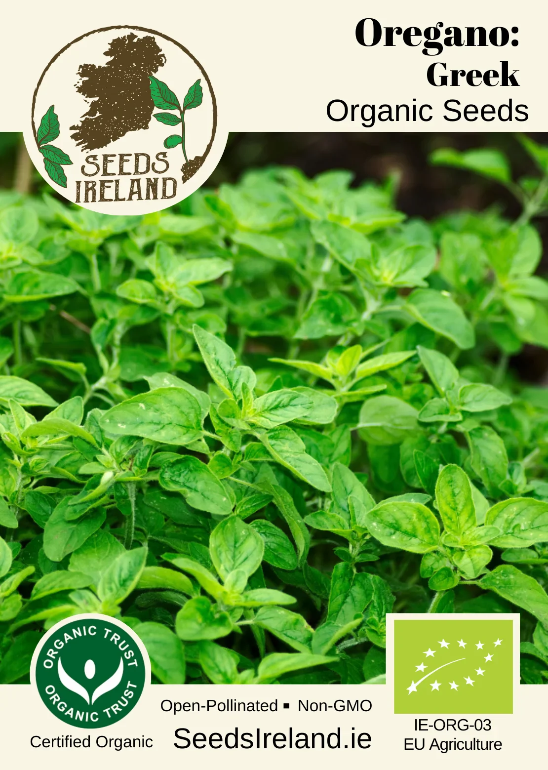 Oregano: Greek Organic Seed - Image 2
