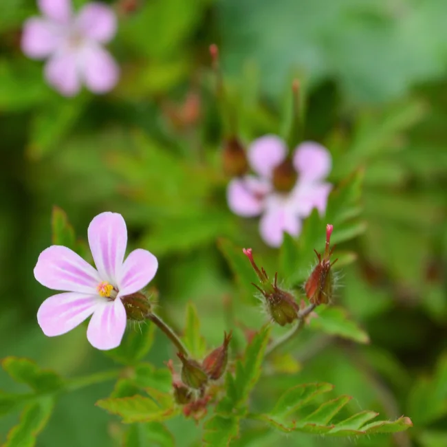 Herb Robert - Geranium Organic Seed