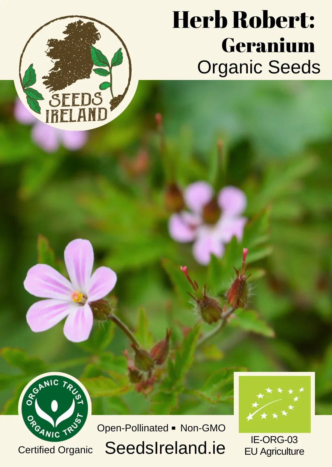 Herb Robert - Geranium Organic Seed - Image 2