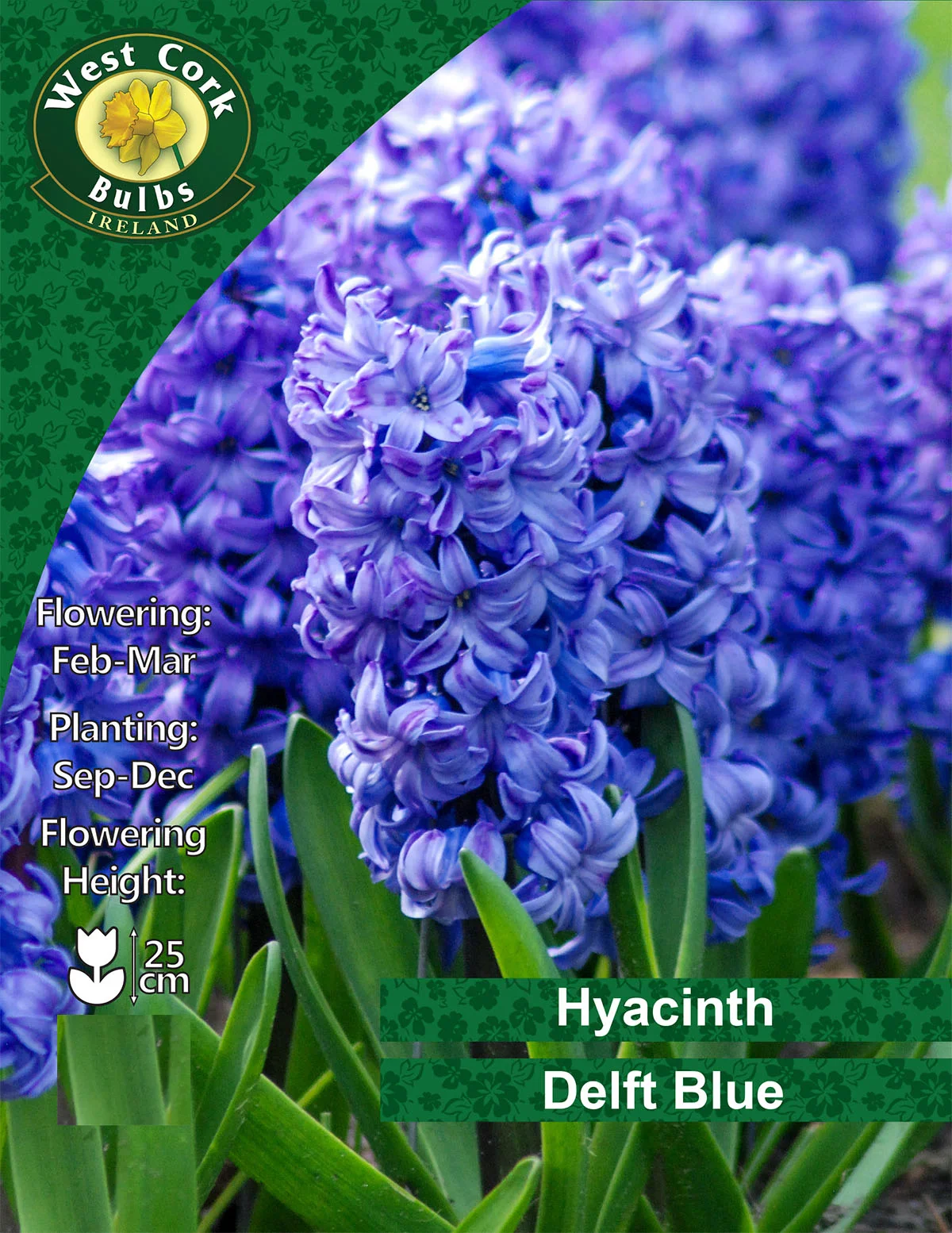 Hyacinth Bulbs: Delft Blue