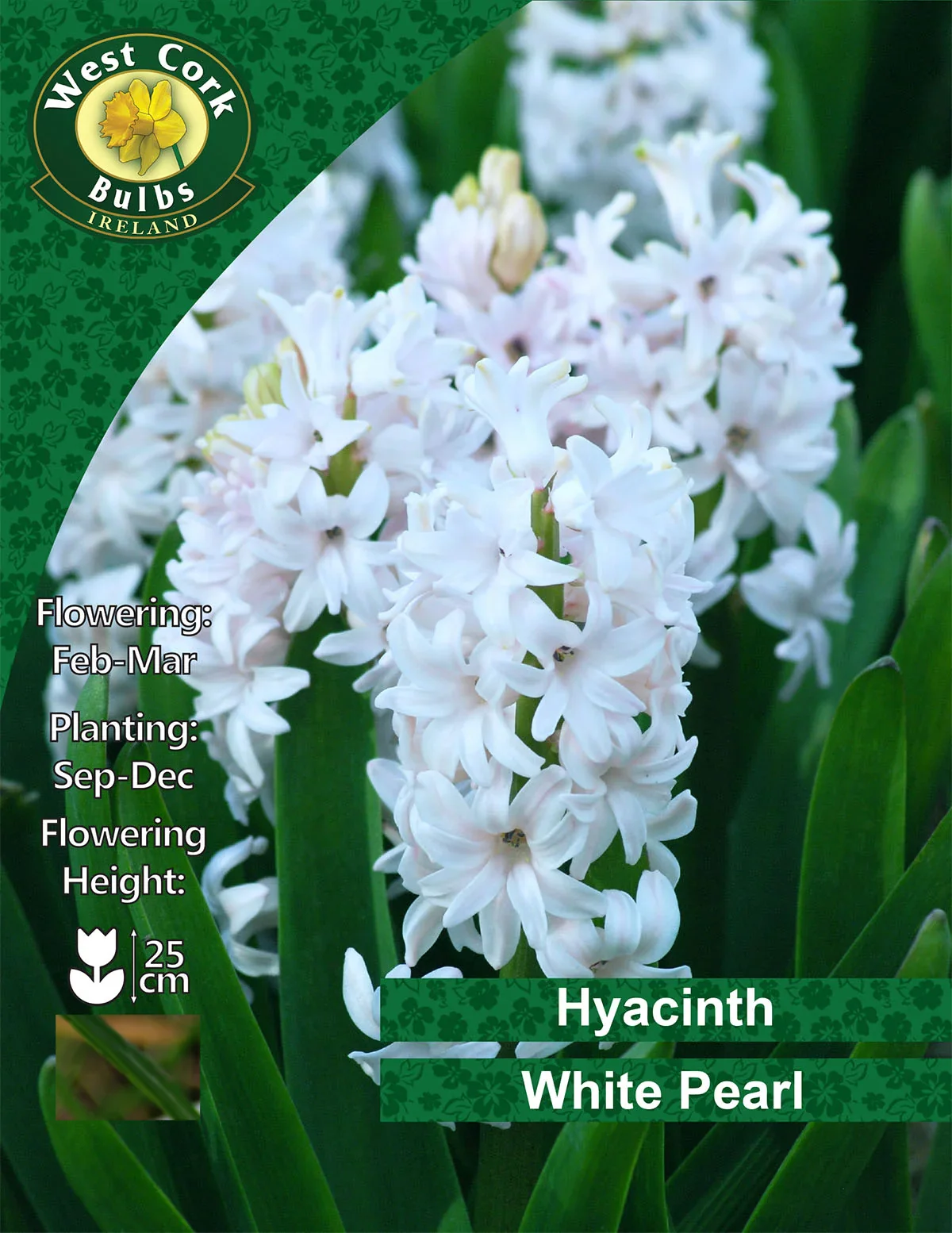 Hyacinth Bulbs: Carnegie