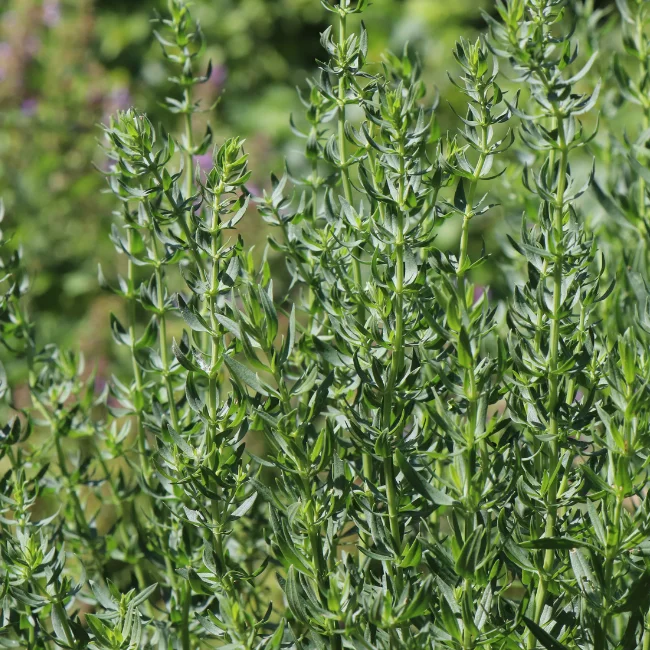Hyssop Organic Seed - Image 3