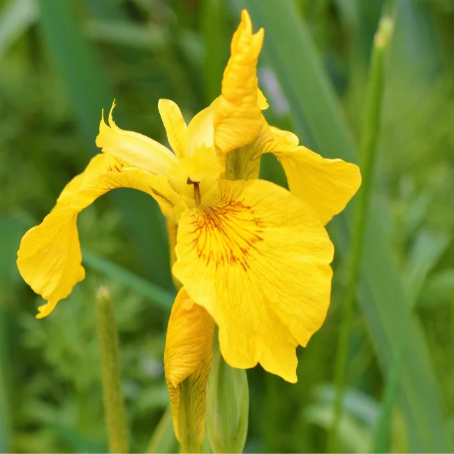 Iris: Yellow Organic Seed