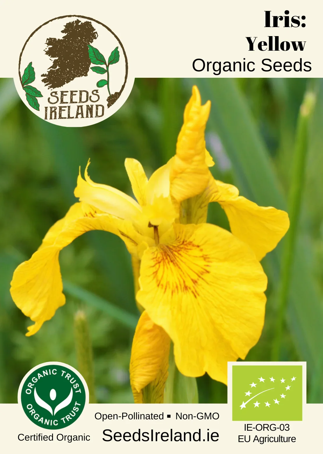 Iris: Yellow Organic Seed - Image 2