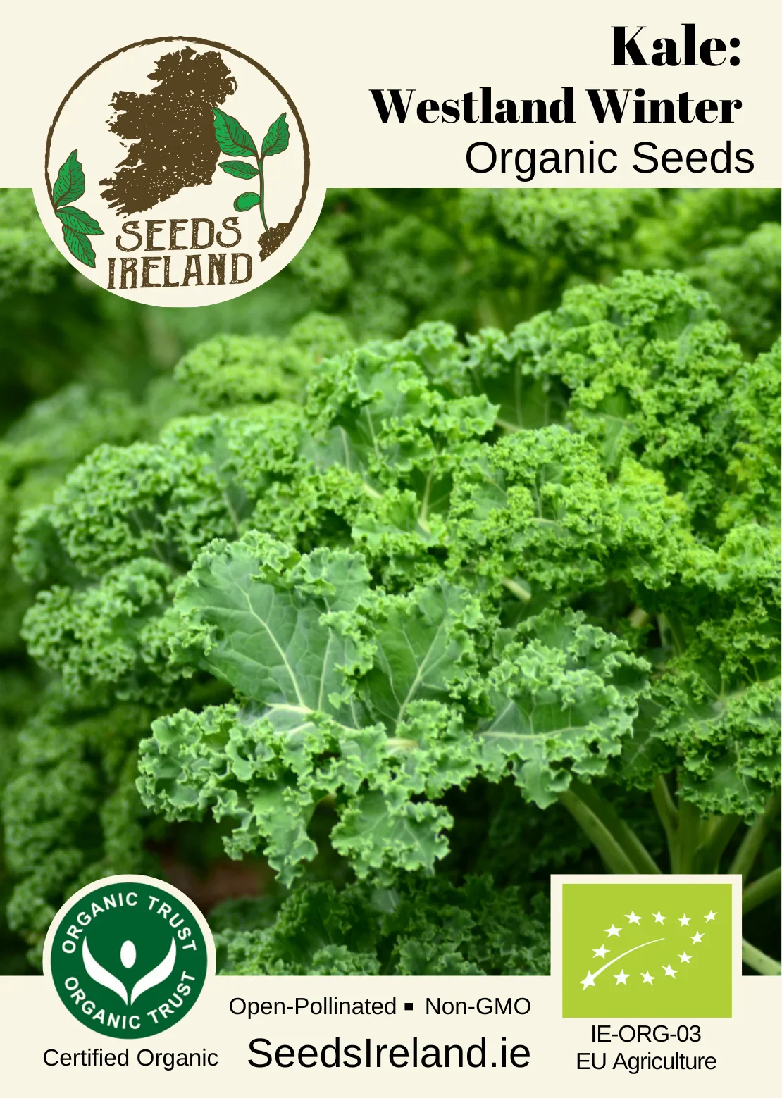 Kale: Westland Winter Organic Seed - Image 2
