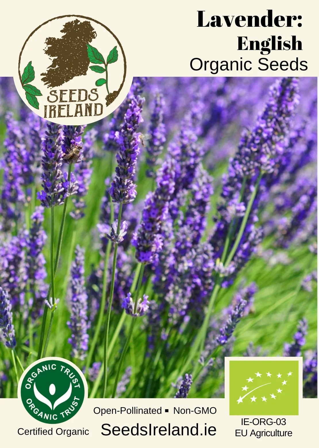 Lavender: English Organic Seed - Image 2