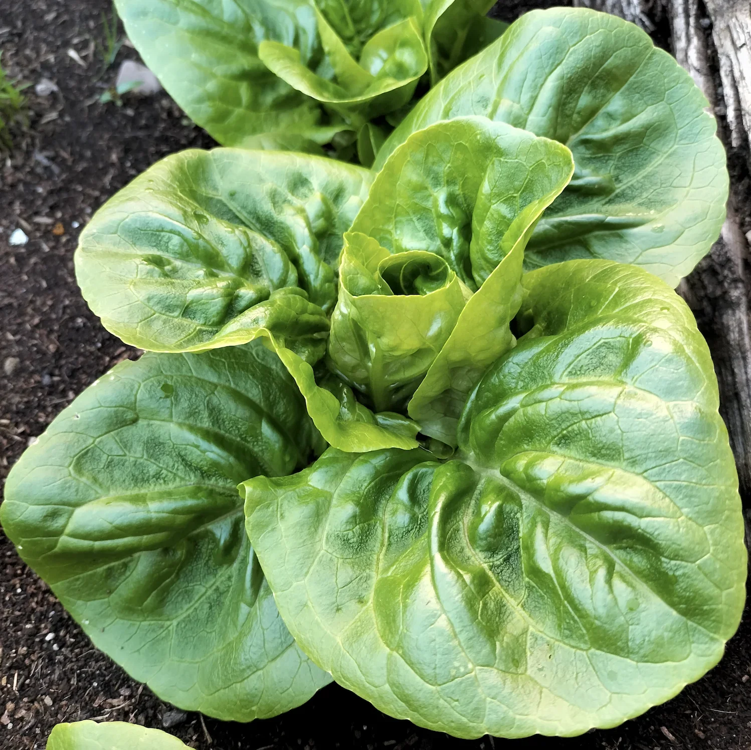 Lettuce: Cos Little Gem Organic Seed - Image 3