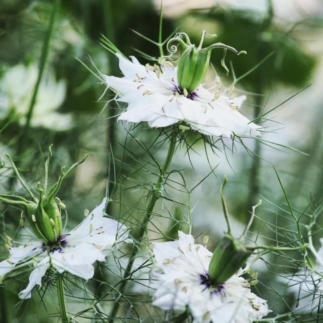 Love In A Mist Organic Seed - Image 3