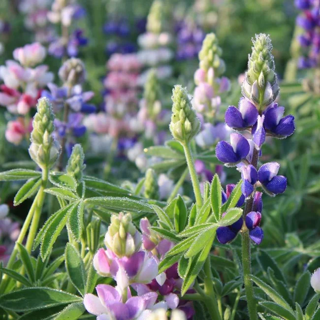 Lupin: Dwarf Organic Seed
