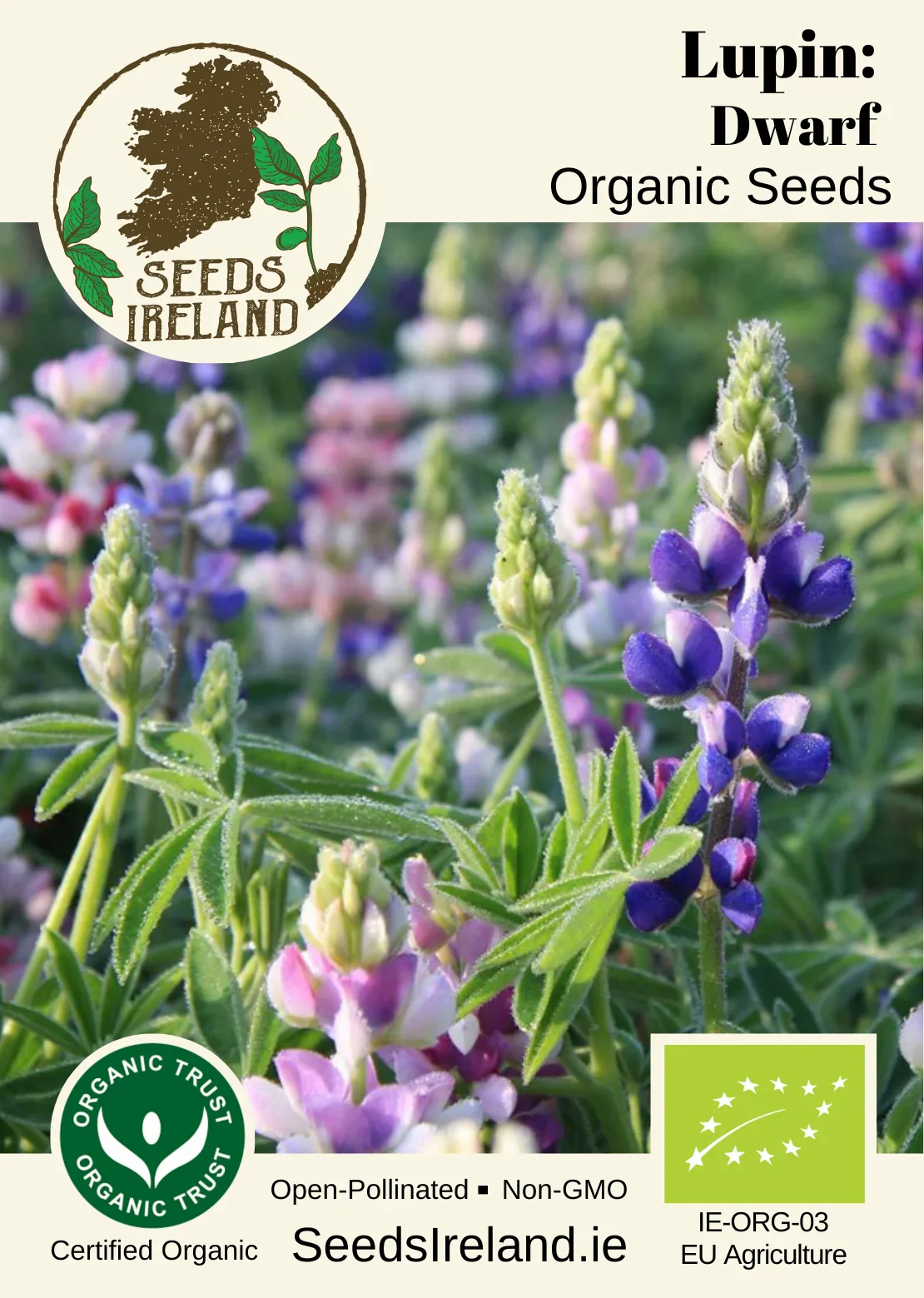 Lupin: Dwarf Organic Seed - Image 2