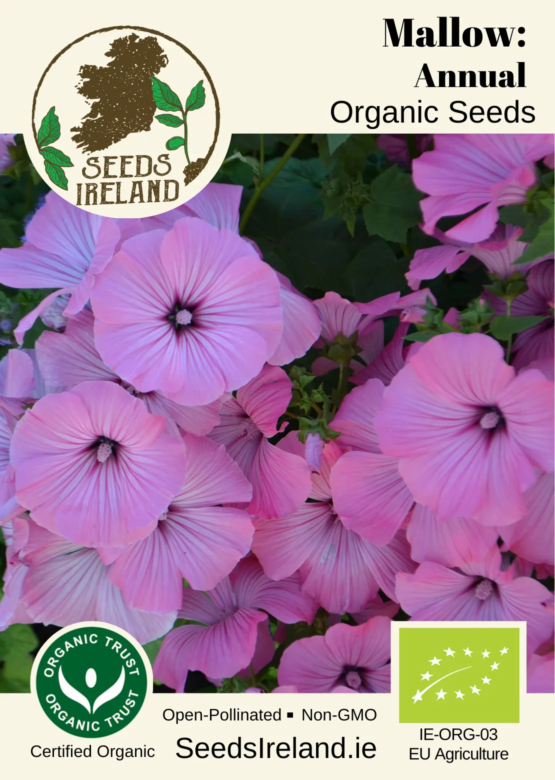 Mallow: Annual Organic Seed - Image 2