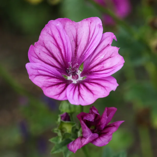 Mallow: Mauritanica Organic Seed