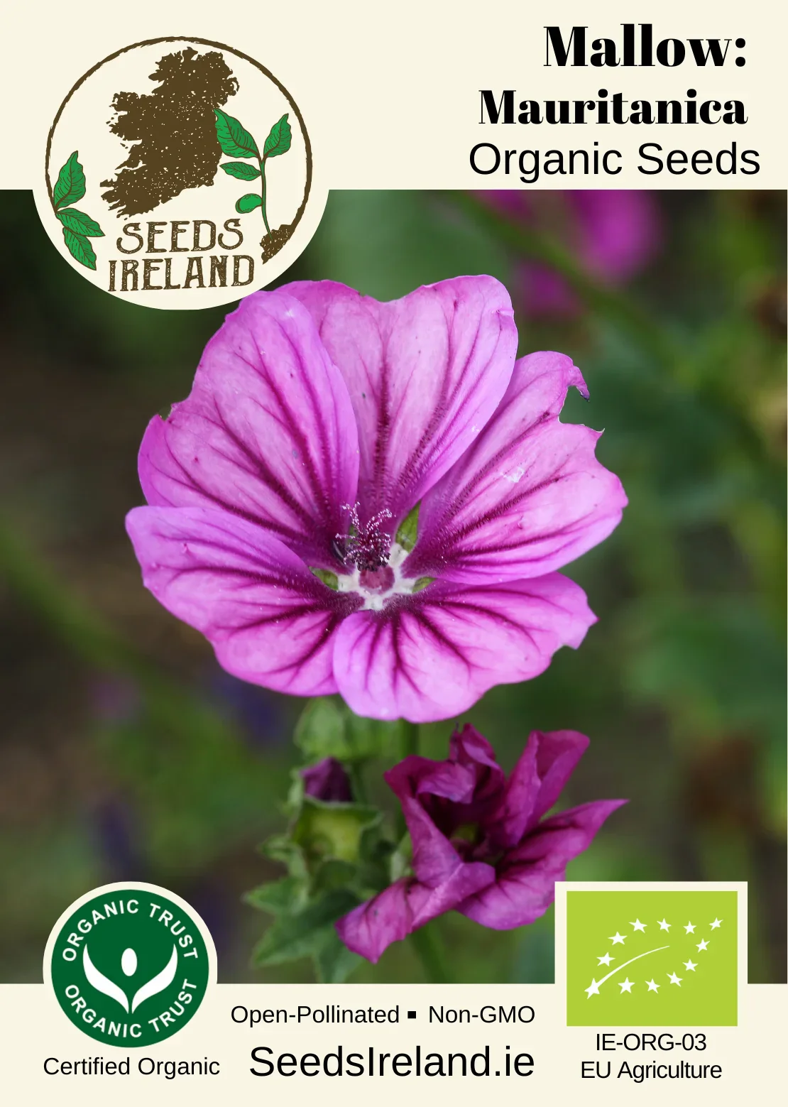 Mallow: Mauritanica Organic Seed - Image 2