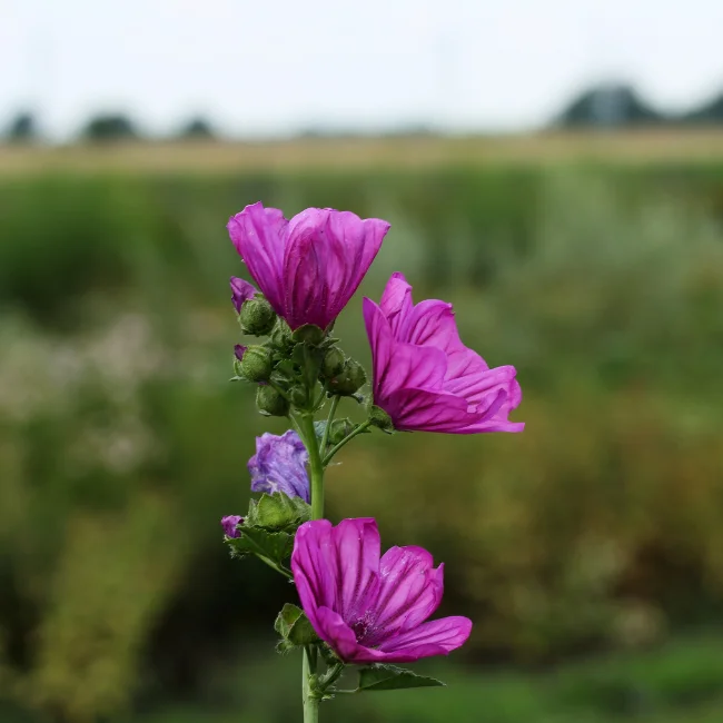 Mallow: Mauritanica Organic Seed - Image 3