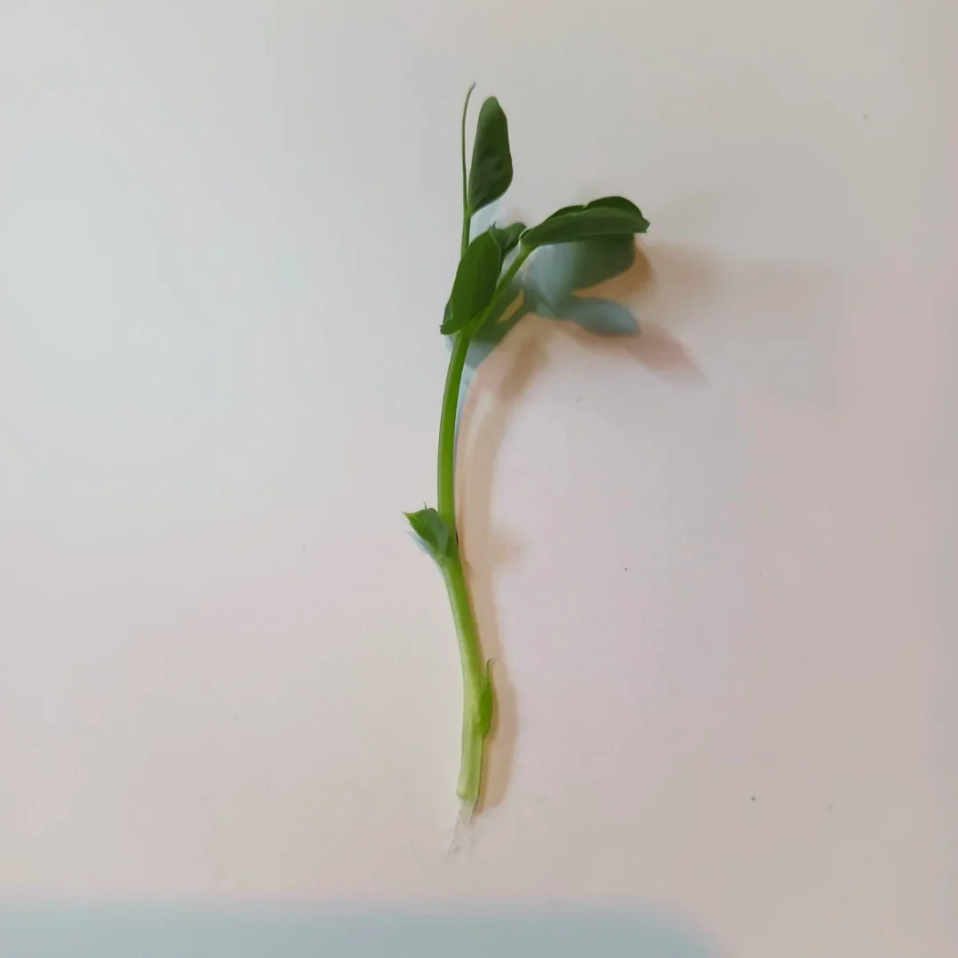 Organic Microgreen Seed: Affila Pea - Image 4