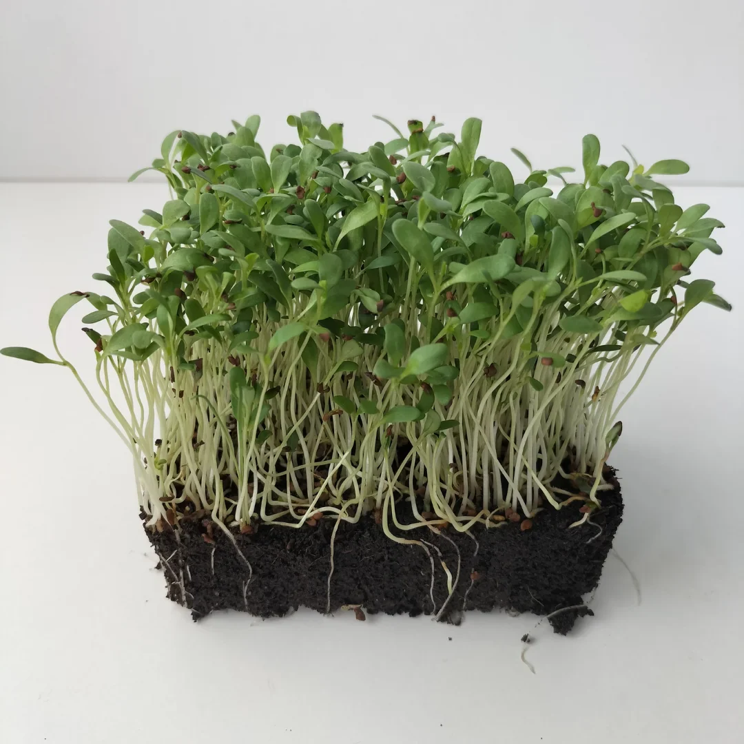 Organic Microgreen Seed: Alfalfa