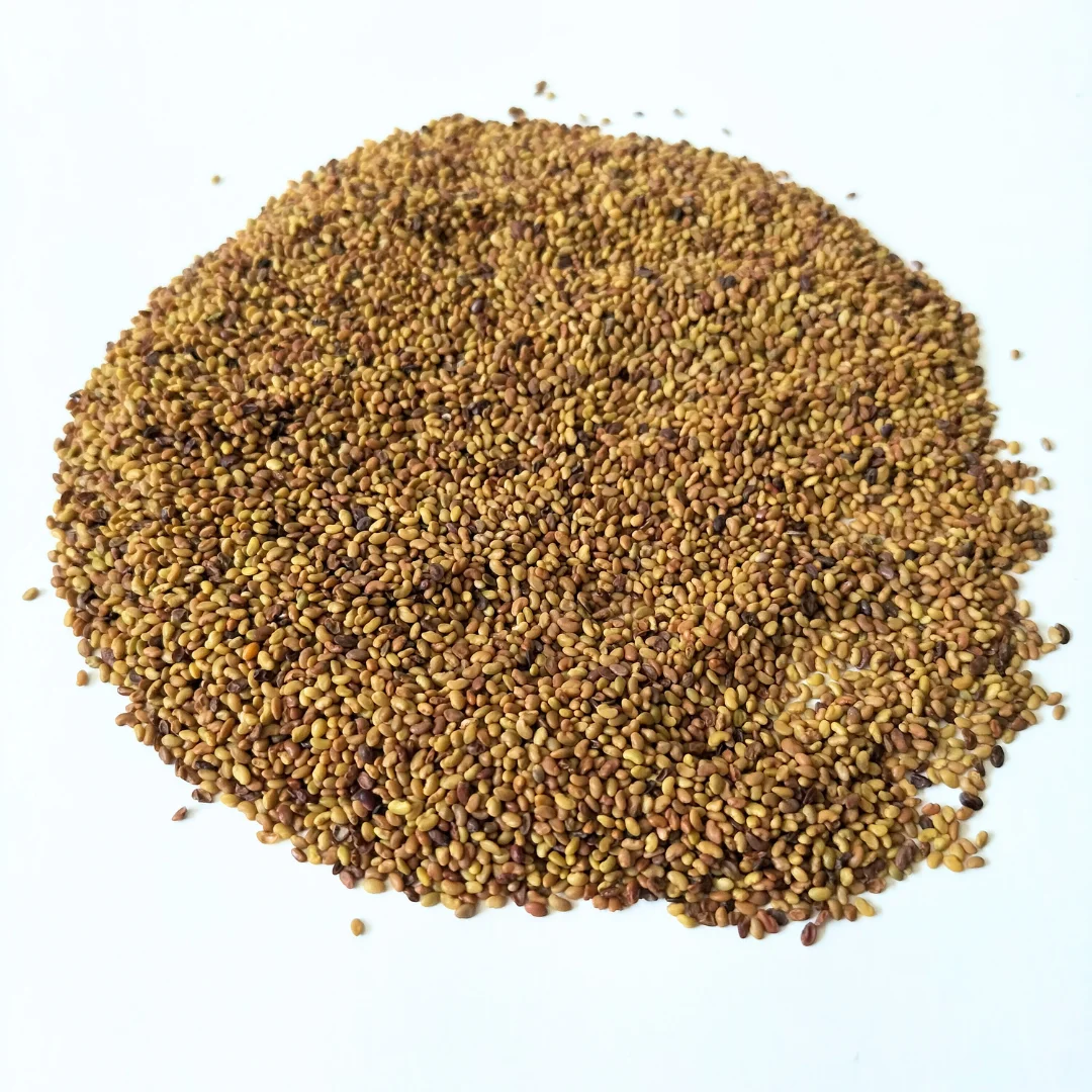 Organic Microgreen Seed: Alfalfa - Image 2