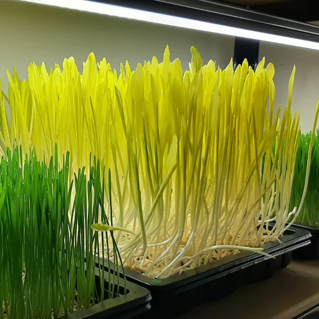 Organic Microgreen Seed: Corn (Popcorn)