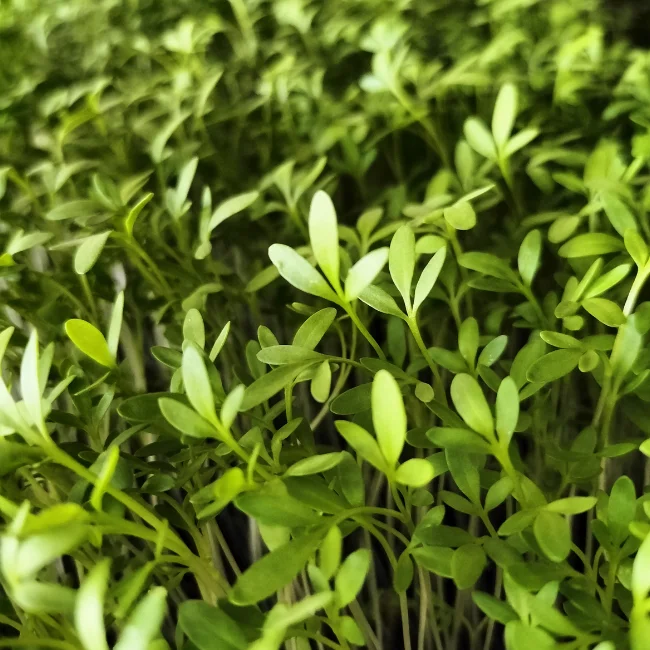 Organic Microgreen Seed: Cress