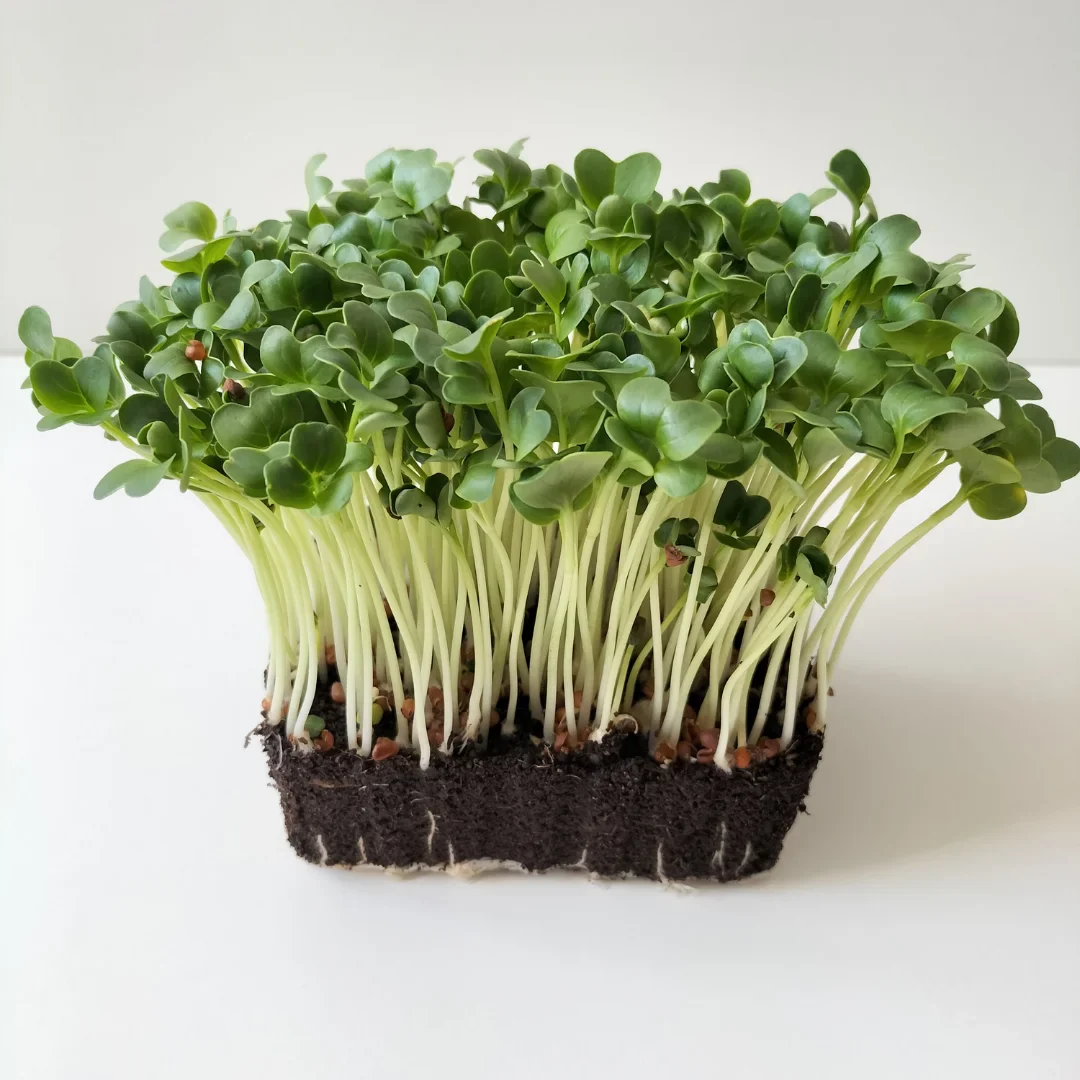 Organic Microgreen Seed: Daikon Radish