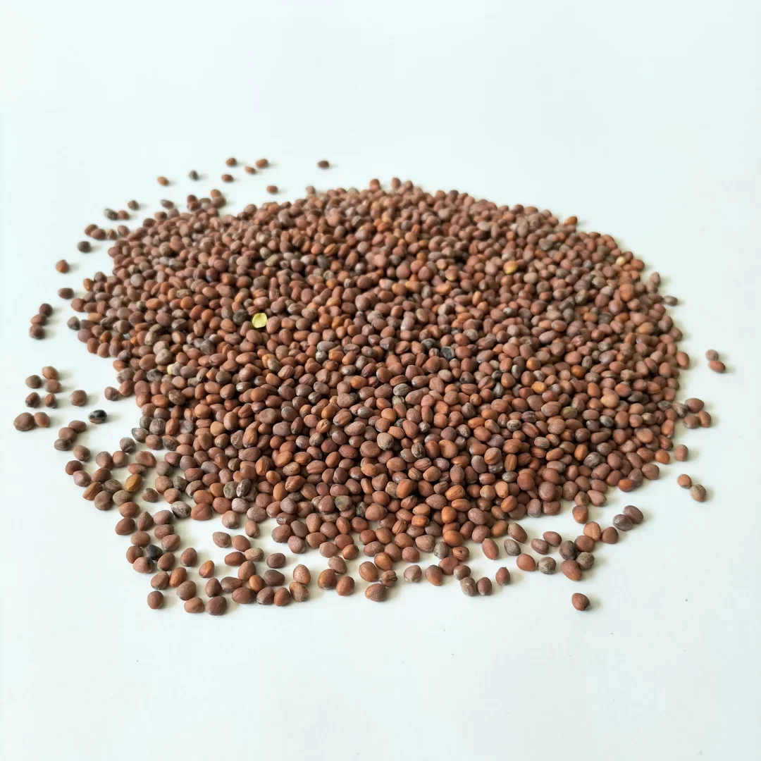 Organic Microgreen Seed: Daikon Radish - Image 2