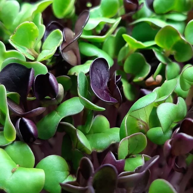 Organic Microgreen Seed: Mixed Radish