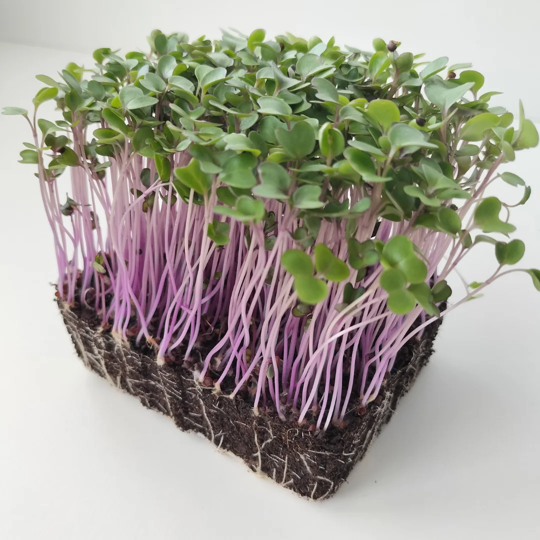 Organic Microgreen Seed: Pink Kale/Red Kohlrabi