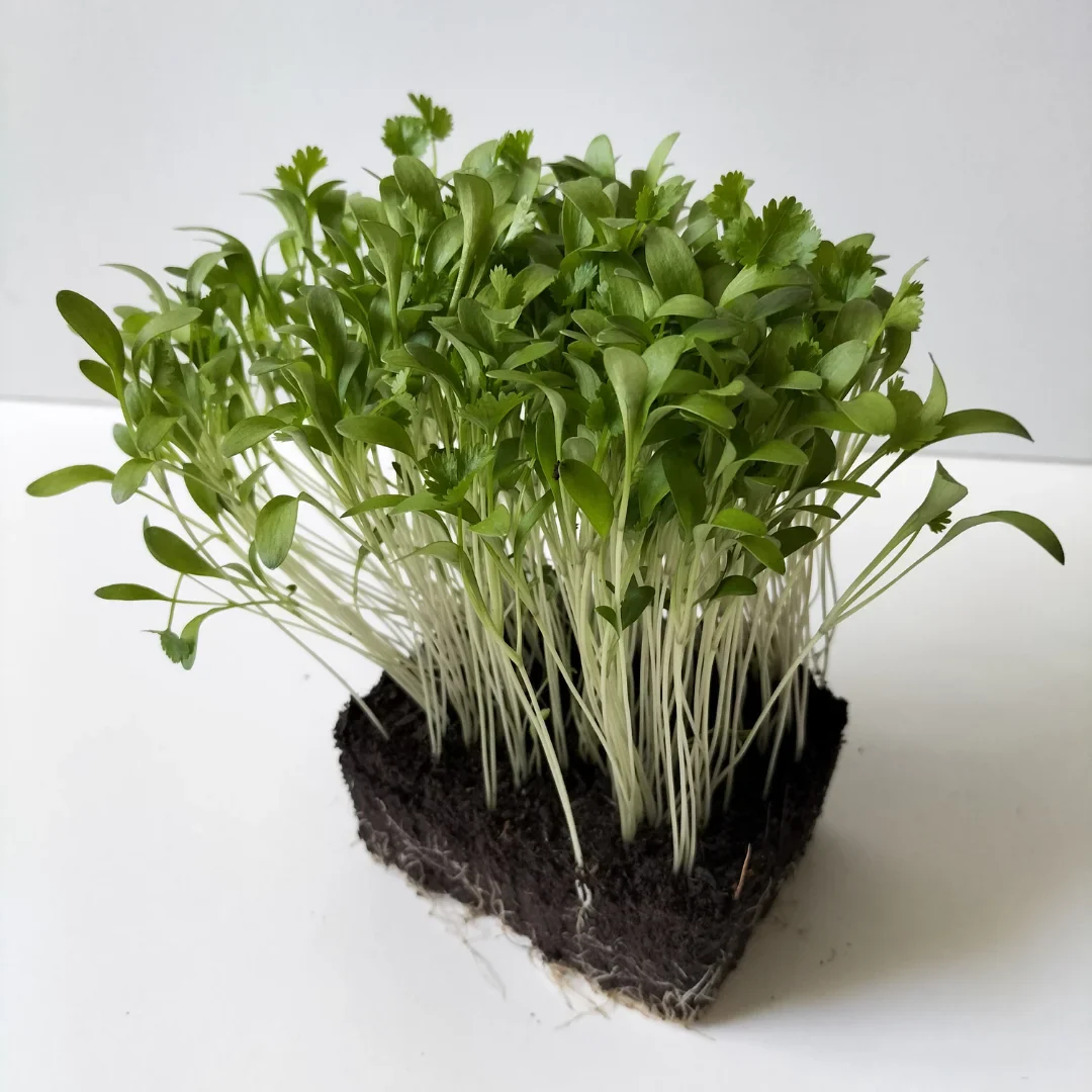Organic Microgreen Seed: Whole Coriander