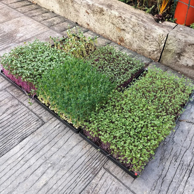 Microgreens Starter Kit - Image 3