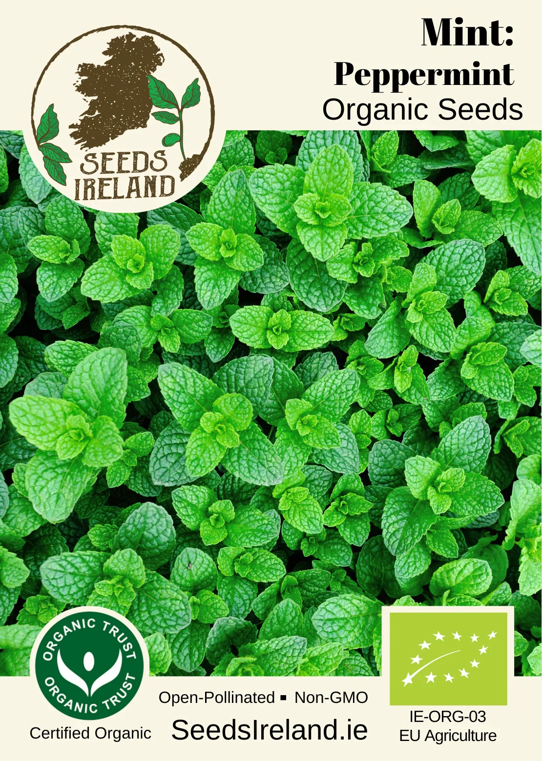 Mint: Peppermint Organic Seed - Image 2