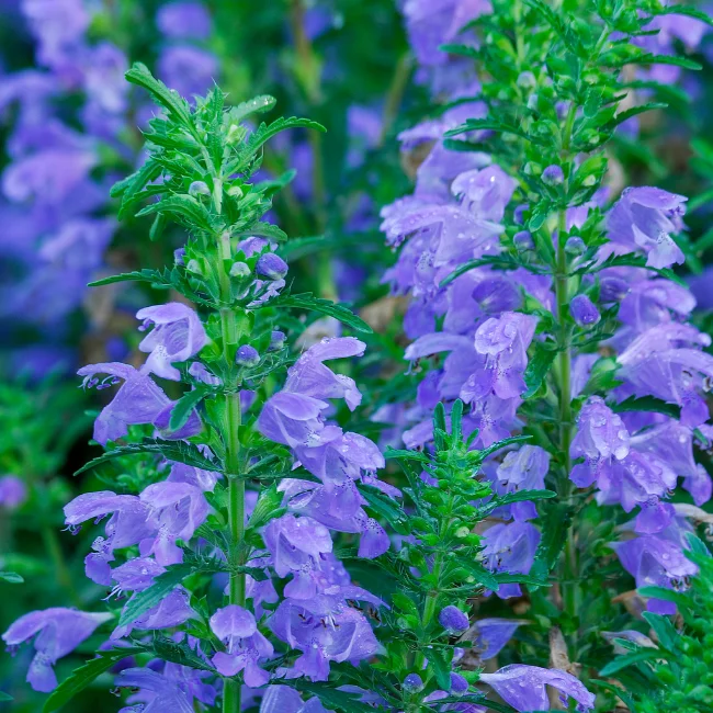 Moldavian Dragonhead Organic Seed