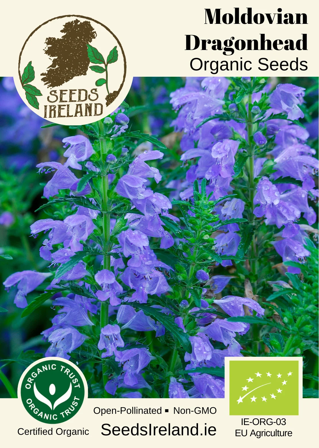 Moldavian Dragonhead Organic Seed - Image 2