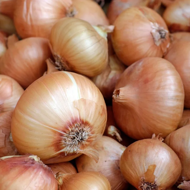 Onion: Stuttgarter Organic Seed