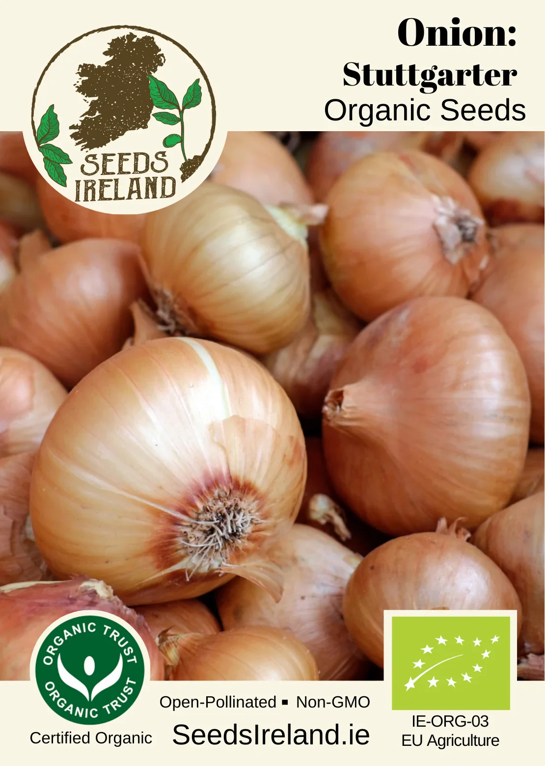 Onion: Stuttgarter Organic Seed - Image 2