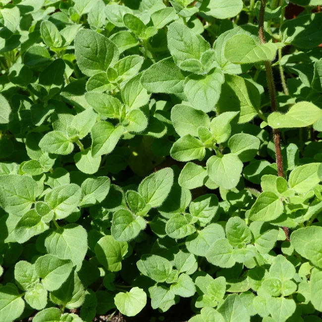 Oregano Organic Seed