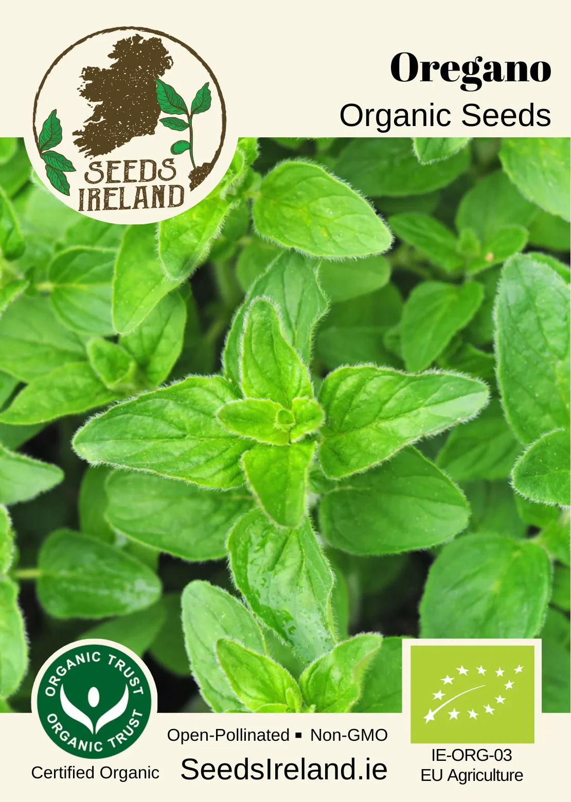 Oregano Organic Seed - Image 2