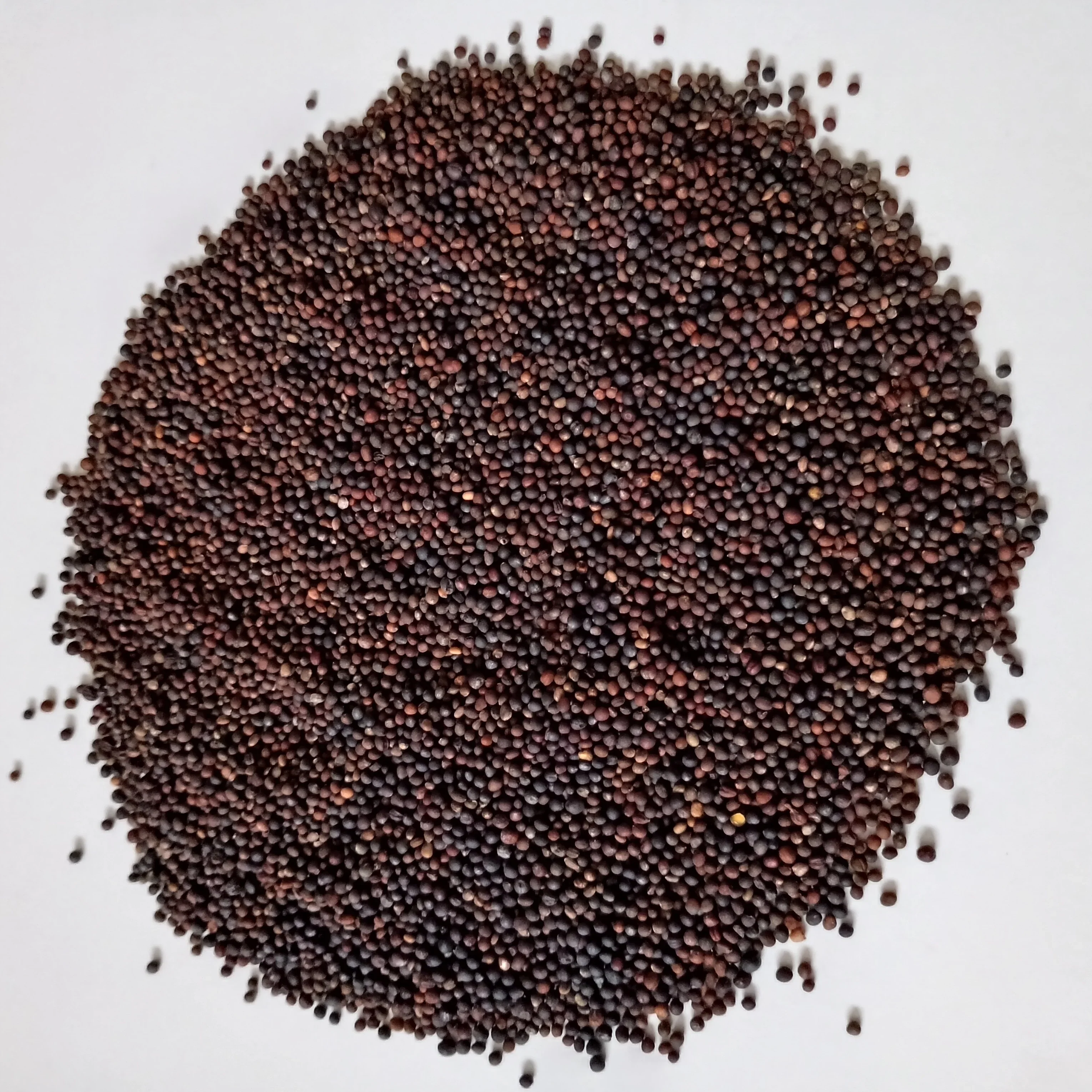 Organic Microgreen Seed: 5 Variety Salad Mix - Image 2