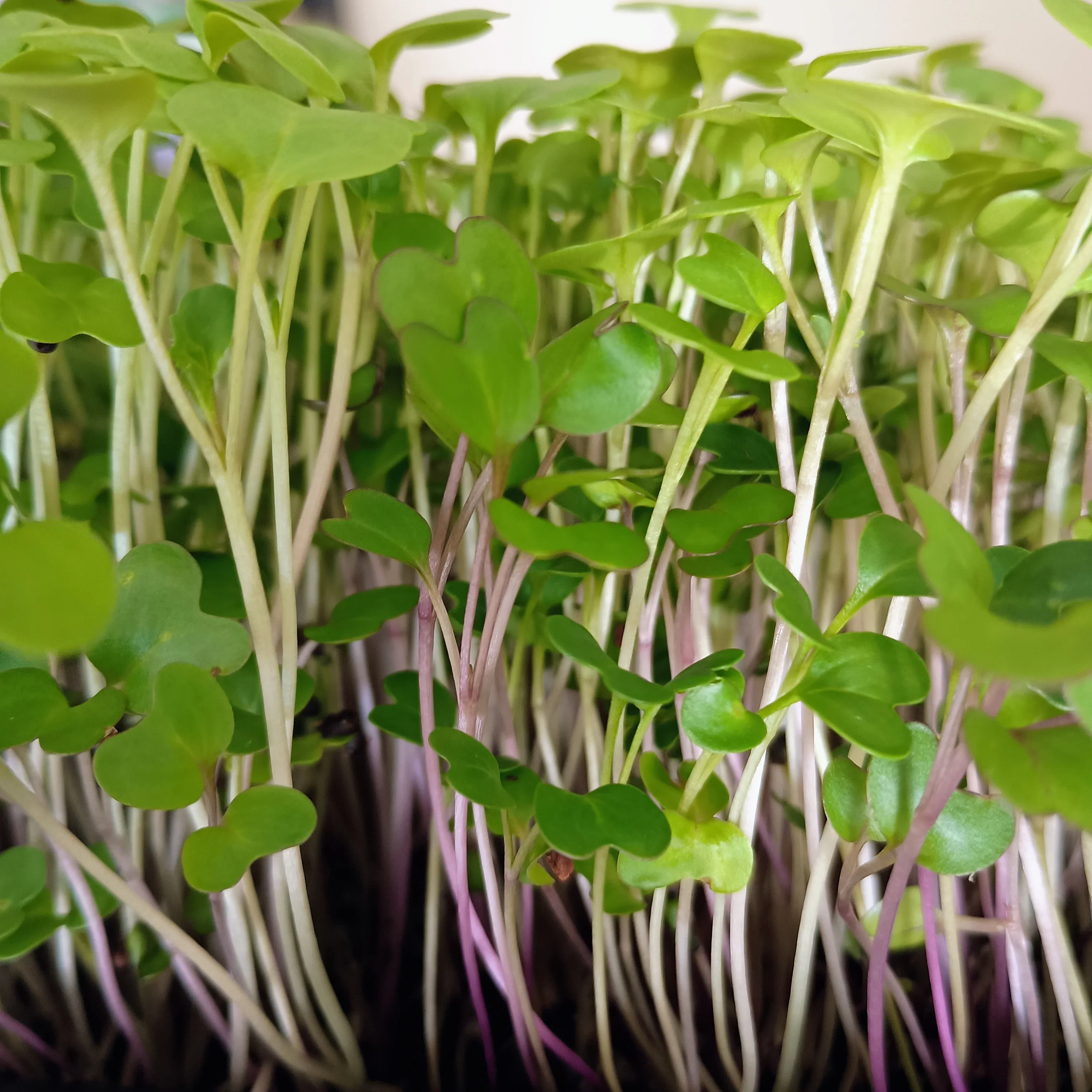 Organic Microgreen Seed: 5 Variety Salad Mix - Image 3