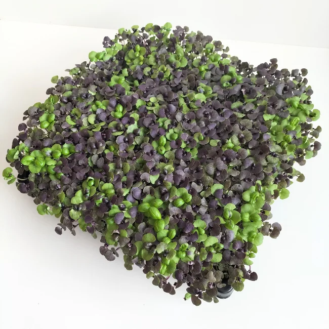 Organic Microgreen Seed: Basil Red Nina