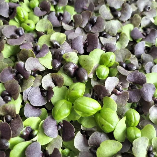 Organic Microgreen Seed: Basil Red Nina - Image 2