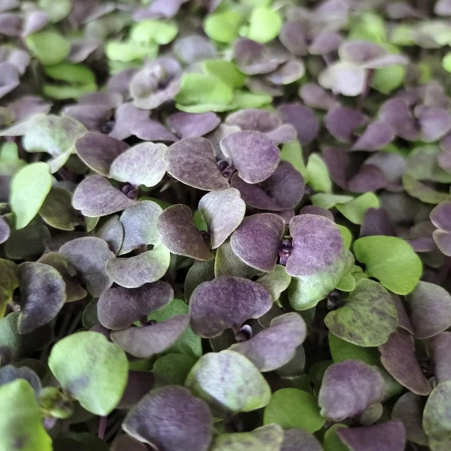 Organic Microgreen Seed: Basil Red Nina - Image 3