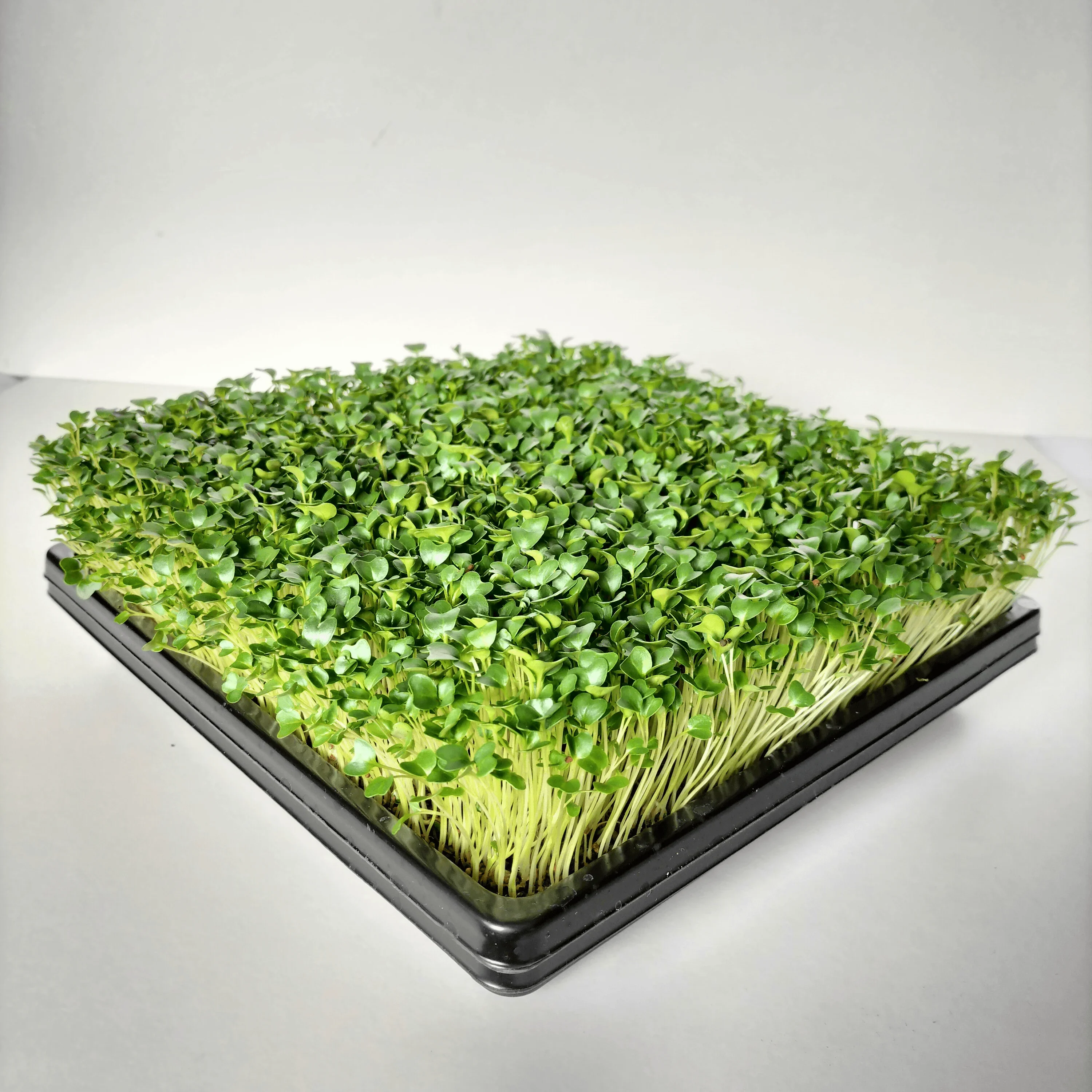 Organic Microgreen Seed: Black Kale