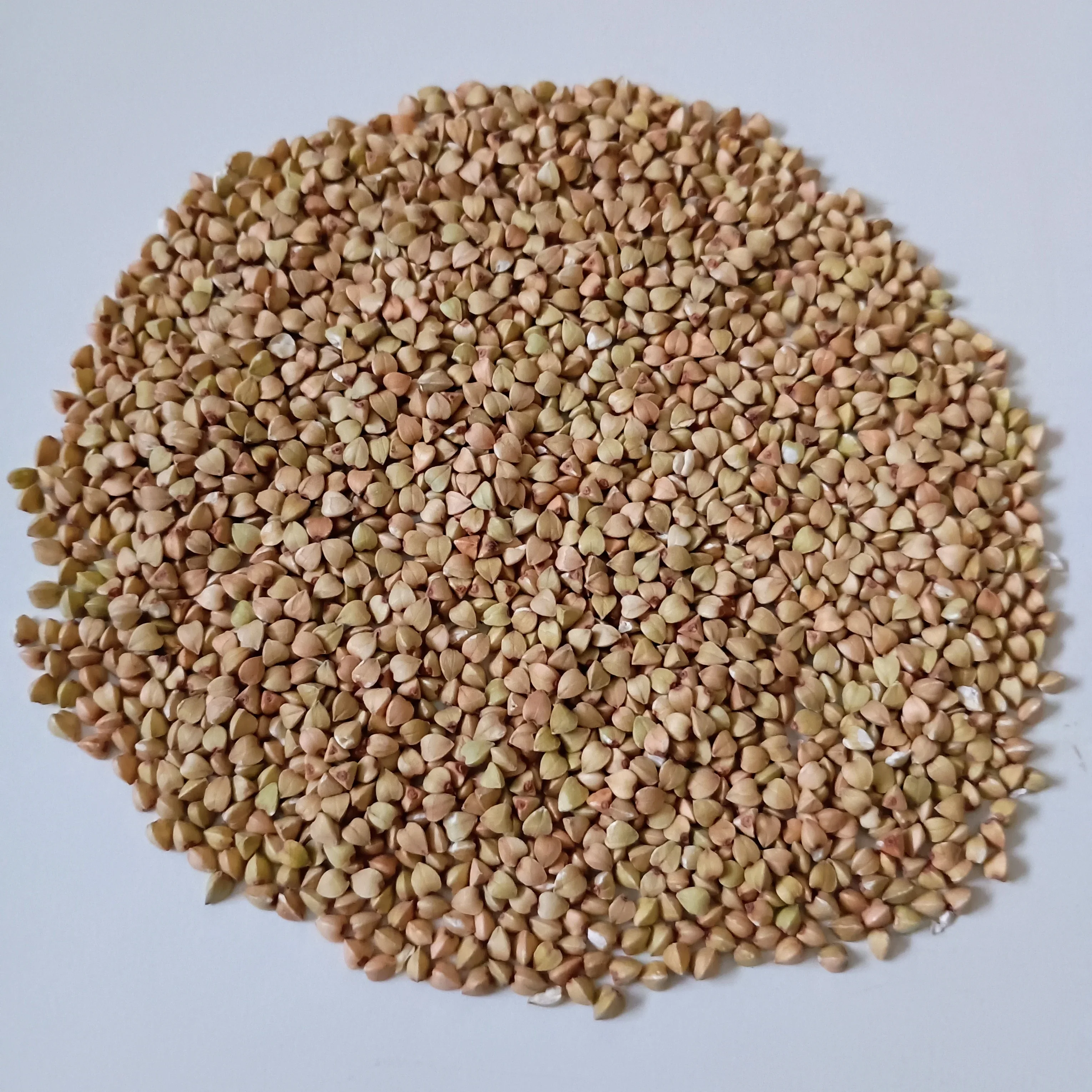 Organic Microgreen Seed: Buckwheat - Image 2