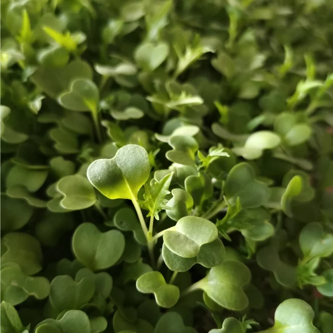 Organic Microgreen Seed: Green Mizuna - Image 2