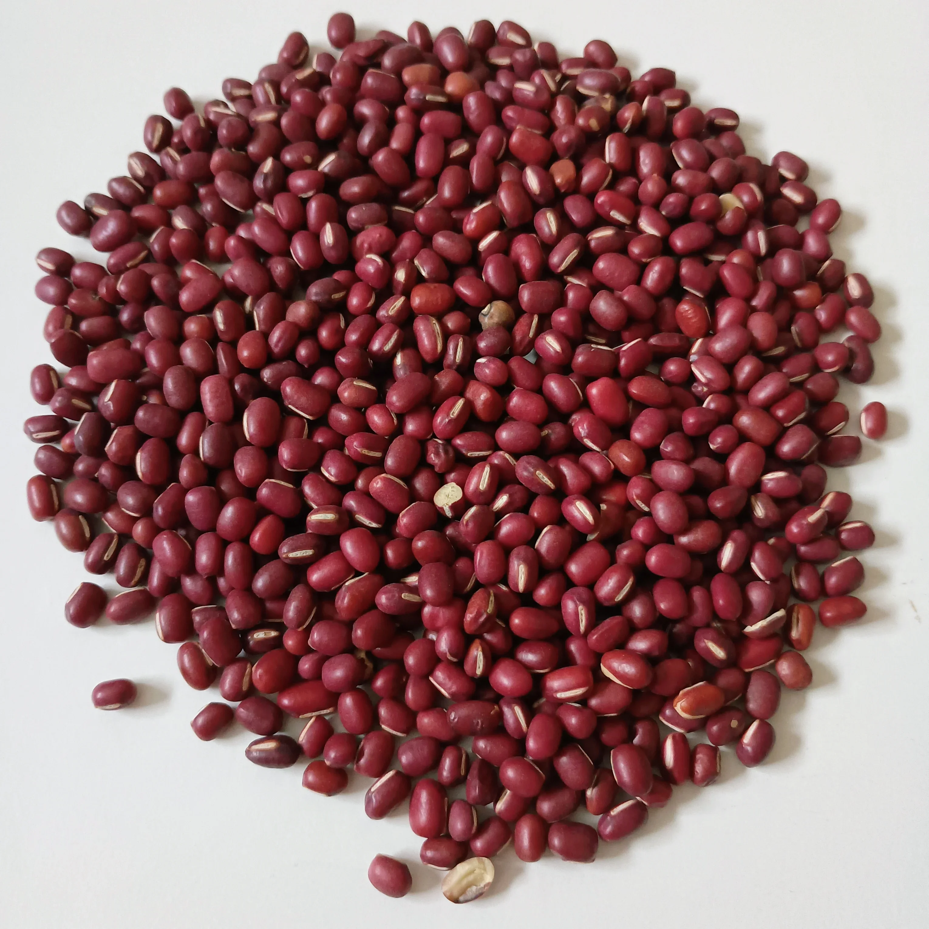Organic Sprouting Seed: Adzuki Bean - Image 2