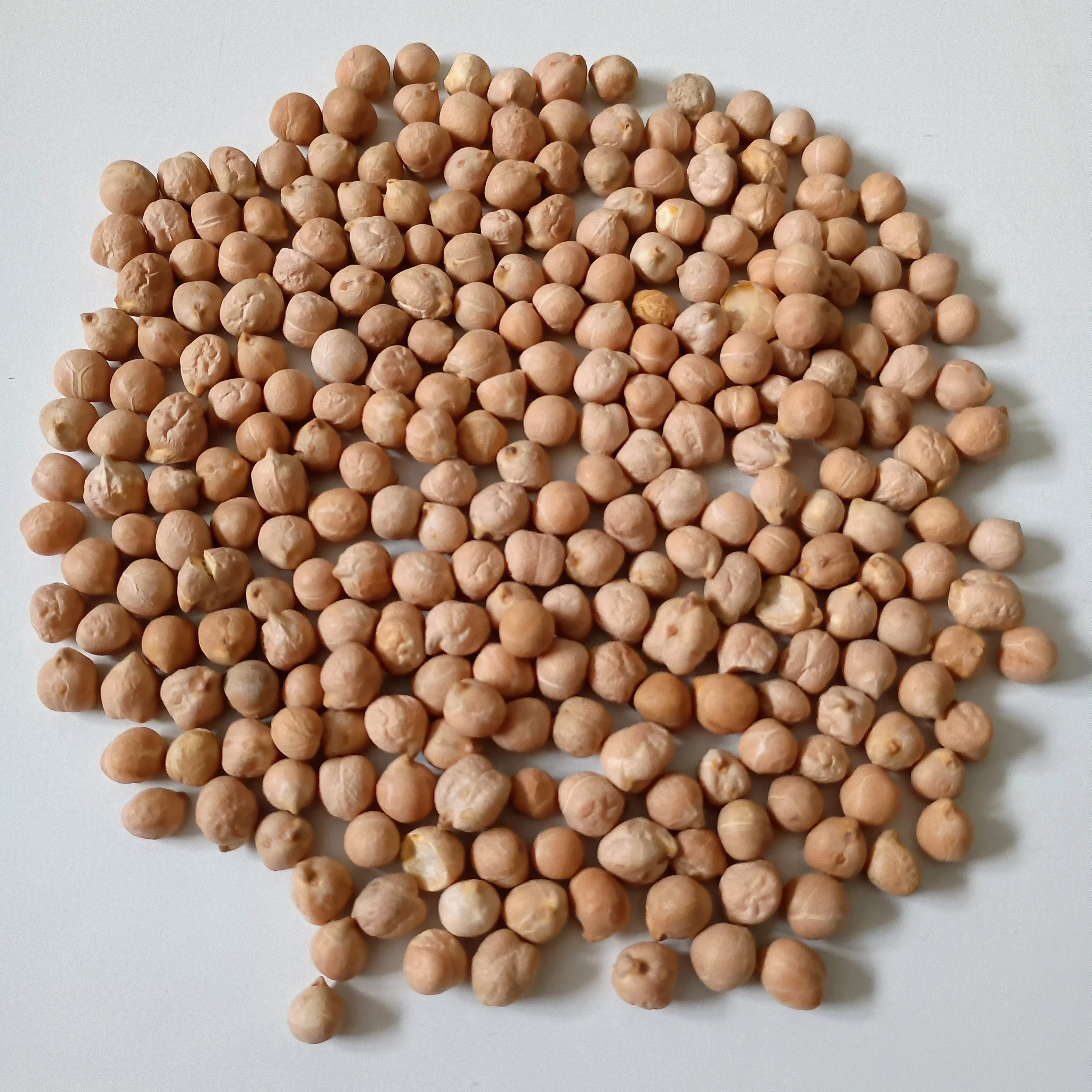 Organic Sprouting Seed: Chickpea - Image 2