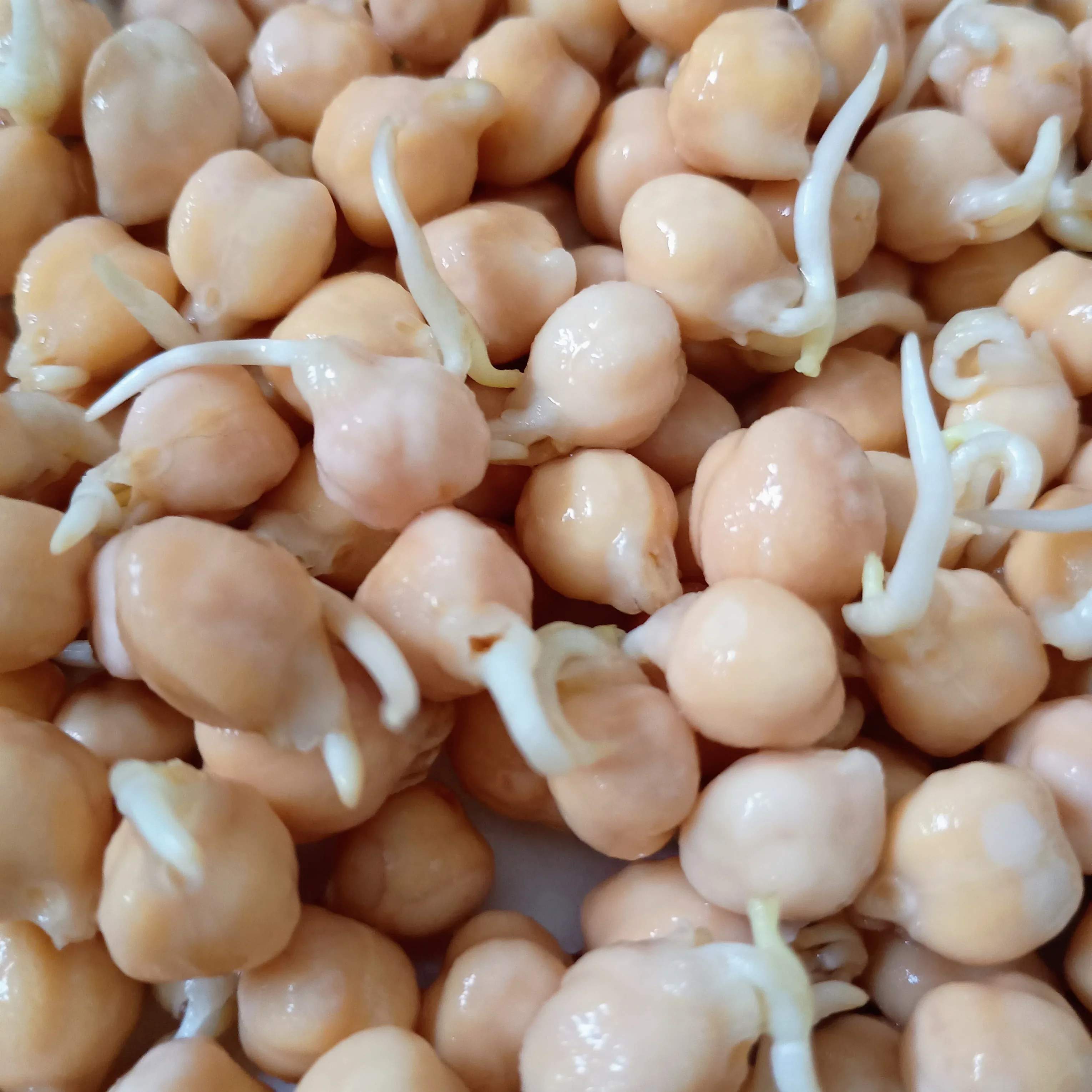 Organic Sprouting Seed: Chickpea - Image 3