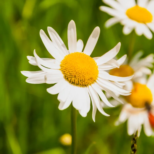 Oxeye Daisy Organic Seed